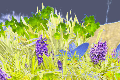 Close-up of purple flowers blooming on field