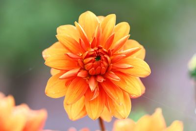 Close-up of orange flower