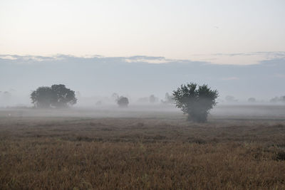 Trees on field against sky during foggy weather