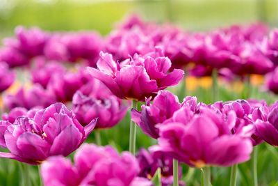 Close-up of pink flowers