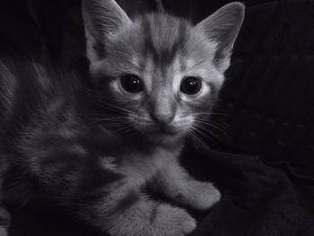Close-up portrait of cat