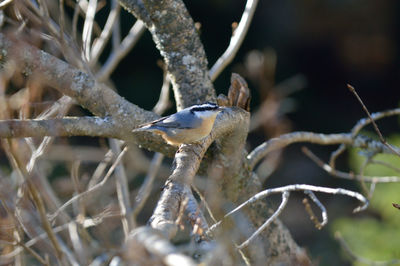 Close-up of branches against blurred background