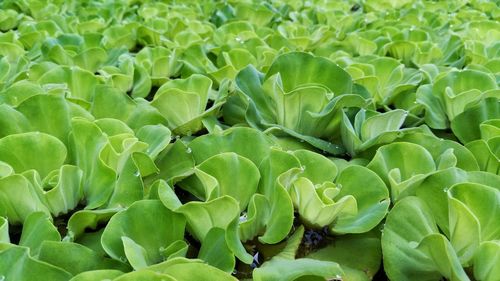 Full frame shot of succulent plant leaves on field