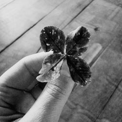 Close-up of leaf