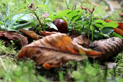 Close-up of plant growing on field