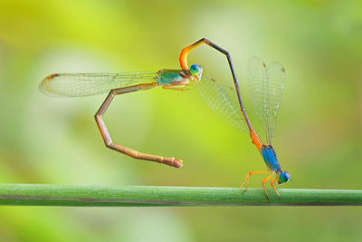 Close-up of dragonfly on leaf