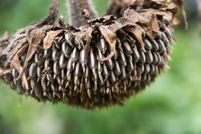 Detail of dried sunflower flowers on the plant in fall harvest