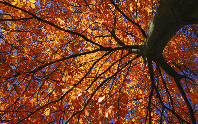 Low angle view of tree in autumn