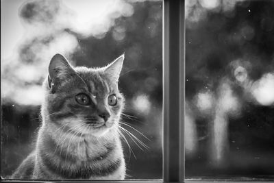 Close-up portrait of a cat looking through window