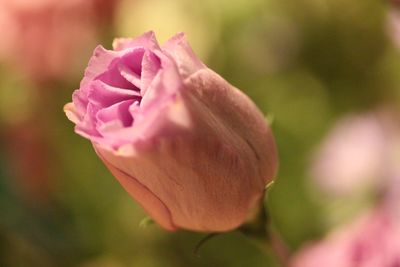 Close-up of pink rose blooming outdoors
