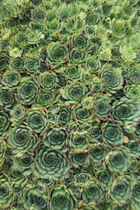 Full frame shot of succulent plant