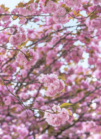 Close-up of pink cherry blossom