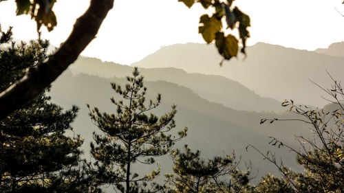 Trees on mountain against sky