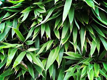 Full frame shot of fresh green leaves