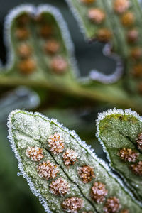 Close-up of frozen plant during winter