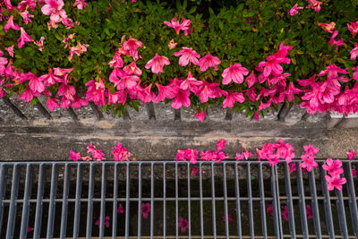 Pink flowering plants by fence
