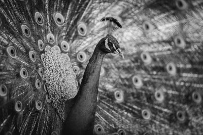 Close-up of peacock