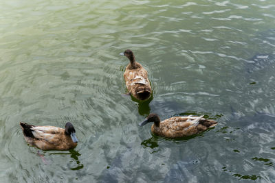 High angle view of duck swimming in lake