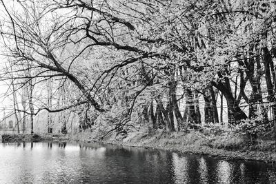 Bare trees by lake against sky