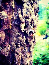 Close-up of insect on tree trunk