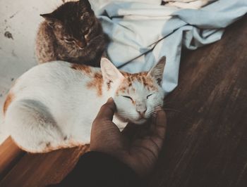 High angle view of cat sleeping on carpet