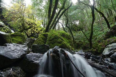 Low angle view of waterfall against trees in forest