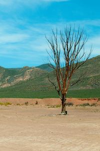 Bare trees on landscape