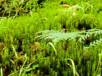 Close-up of fresh green grass in field