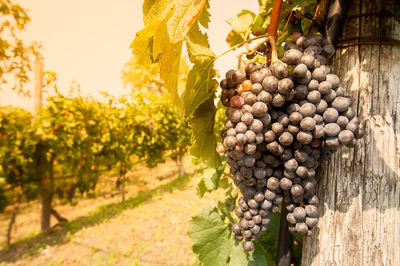 View of grapes in vineyard