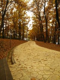 Footpath amidst trees