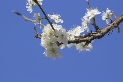 Close-up of cherry blossoms against blue sky