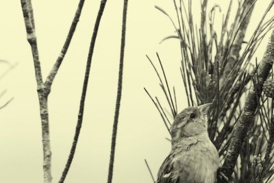 Lizard on plants against sky