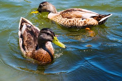 Bird in water