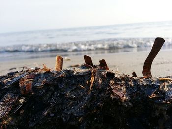 Close-up of driftwood on beach