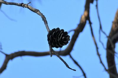 Low angle view of dead plant against clear blue sky