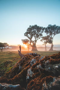 Tourist destination fanal on the island of madeira, portugal. twisted old trees on porto moniz area