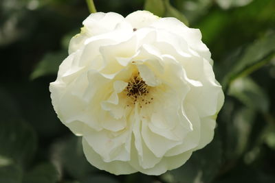 Close-up of white rose