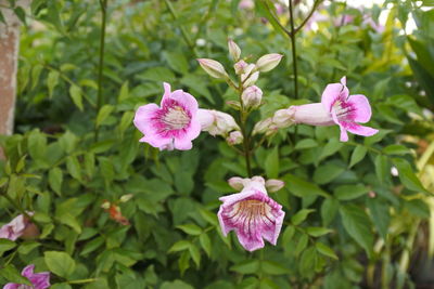 Close-up of pink flowering plant