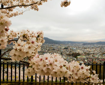 Cherry blossom tree by buildings against sky