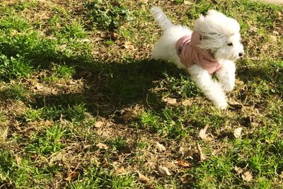 Dog running on field