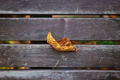 Close-up of autumn leaf on wood