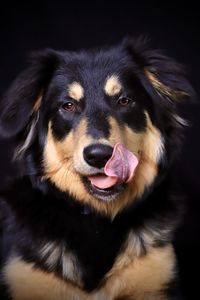Dog portrait with touchier out