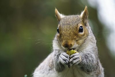 Close-up view of squirrel eating nut