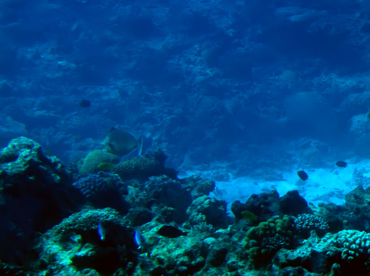 UNDERWATER VIEW OF FISH SWIMMING