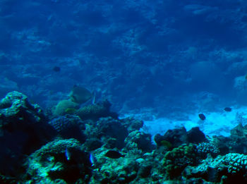 Fishes swimming in sea