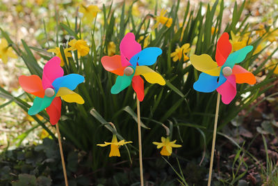 Close-up of multi colored flowers in field