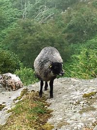 Sheep standing on rock by water