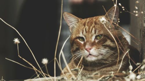 Close-up portrait of cat