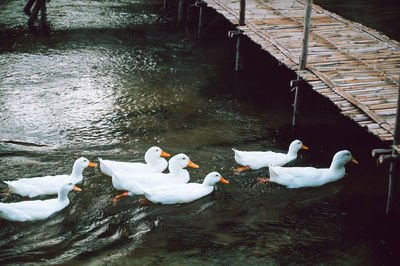 High angle view of swans swimming on lake