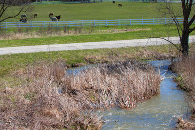 Sheep on grass by water